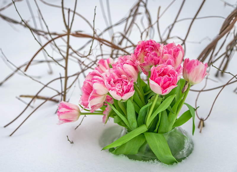 https://floristharoldwood.co.uk/blog/comprehensive-guide-to-prolonging-the-life-of-cut-flowers/