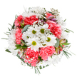 This expertly crafted bouquet captures the joyful spirit of Harold Wood, blending fresh white daisies and vibrant coral-pink carnations in a harmony of colour and form. At its heart, daisies beam with immaculate white petals and lively green centers, symbols of purity and new beginnings much like the changing seasons in Harold Wood's parks and gardens. Surrounding them, richly textured carnations add plush coral warmth, inviting touch and admiration. Wispy clouds of delicate gypsophila-baby's breath-arc gracefully among the larger blooms, introducing notes of softness and fleeting elegance. Subtle accents of blush-pink alstroemeria buds and a gentle swath of eucalyptus leaves emerge from the perimeter, their muted greens grounding the composition and offering a fresh, leafy aroma reminiscent of local woodlands. This arrangement, with its balanced, circular design, radiates an airy sense of happiness and promise. It's ideally suited to brighten a loved one's day-whether for a birthday, anniversary, or simply to deliver a gesture of cheer throughout Harold Wood's community. Each element speaks to a local florist's passion for nature and artistry, infusing every delivery with warmth and meaning.